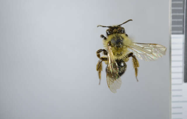 Image of Andrena lapponica Zetterstedt 1838