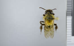 Image of Andrena lapponica Zetterstedt 1838