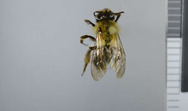 Image of Andrena lapponica Zetterstedt 1838