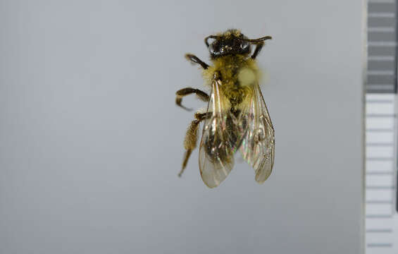 Image of Andrena helvola (Linnaeus 1758)