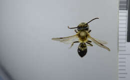 Image of Andrena helvola (Linnaeus 1758)