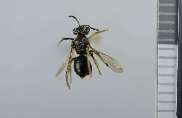 Imagem de Andrena subopaca Nylander 1848