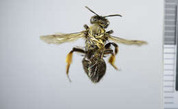 Image of Clark's Andrena