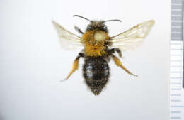 Image of Clark's Andrena