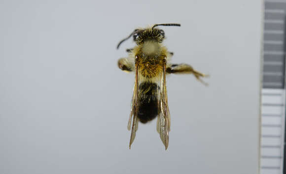 Image of Andrena fucata Smith 1847