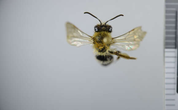 Image of Andrena fucata Smith 1847