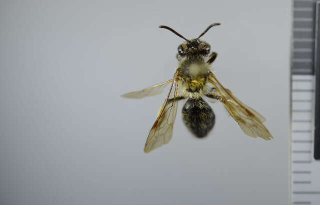 Image of Andrena helvola (Linnaeus 1758)