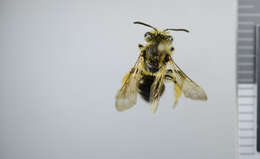 Image of Andrenine bee