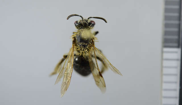 Image of Long-lipped Andrena