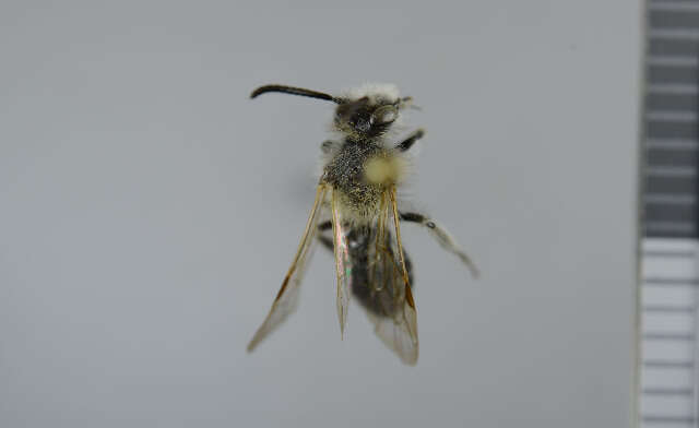 Image of Long-lipped Andrena