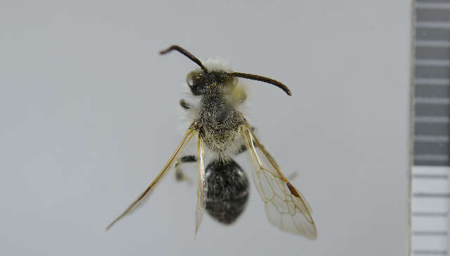 Image of Long-lipped Andrena