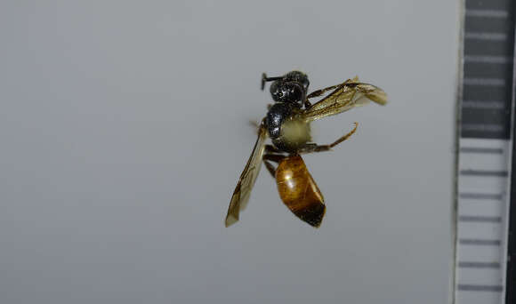 Image of Sphecodes ferruginatus Hagens 1882