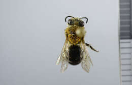 صورة Colletes similis Schenck 1853