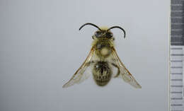 Colletes cunicularius (Linnaeus 1761) resmi