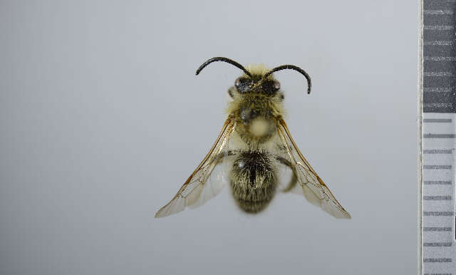 Image of Colletes cunicularius (Linnaeus 1761)