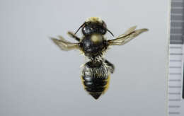 Image de Megachile versicolor Smith 1844