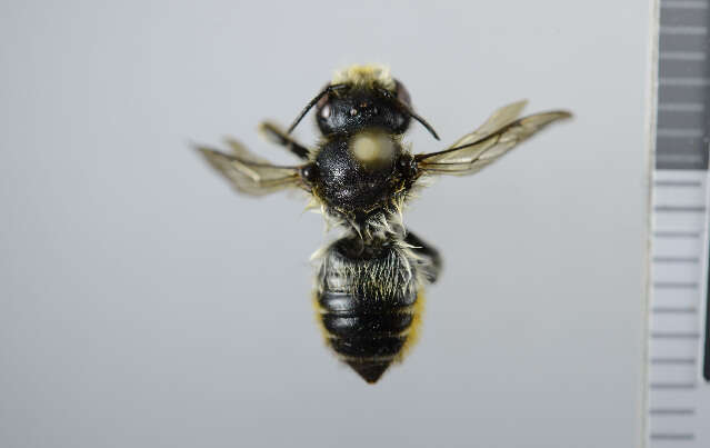 Imagem de Megachile versicolor Smith 1844