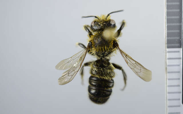 Image de Megachile versicolor Smith 1844