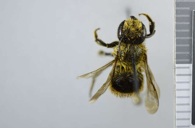 Image of Megachile willoughbiella