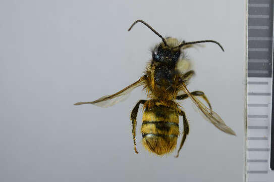 Image of Osmia rufa (Linnaeus 1758)