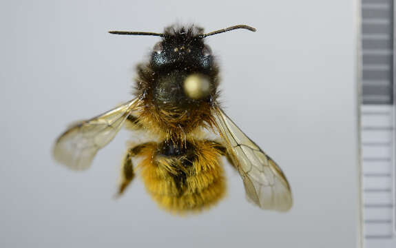 Image of Osmia rufa (Linnaeus 1758)