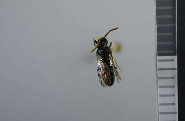 Imagem de Hylaeus hyalinatus Smith 1842