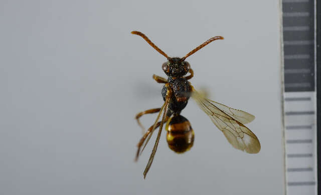 Image of Panzer's Cuckoo Nomad Bee