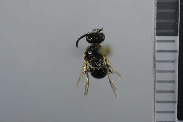 Image of Sweat bee