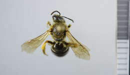 Image of Orange-legged furrow bee