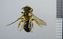 Image of Orange-legged furrow bee