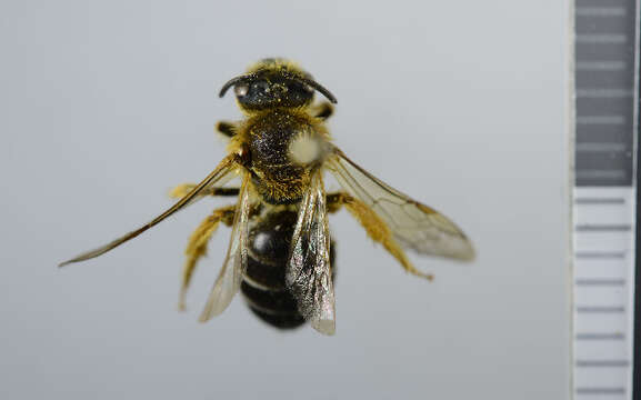 Image of Orange-legged furrow bee