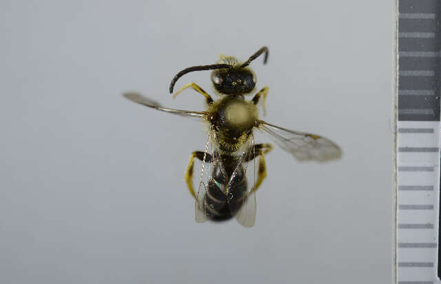 Image of Orange-legged furrow bee