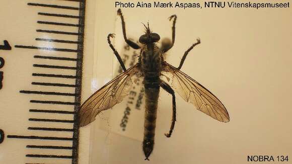 Image of robber flies