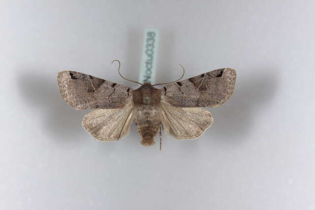 Agrochola litura Linnaeus 1761 resmi