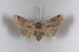 Agrochola litura Linnaeus 1761 resmi