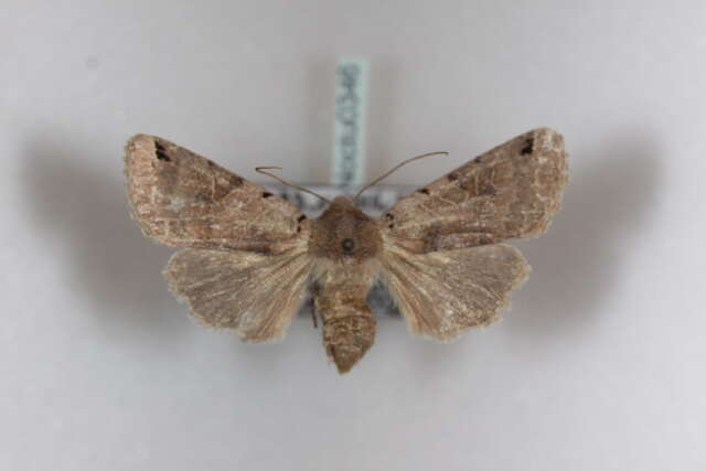 Agrochola litura Linnaeus 1761 resmi