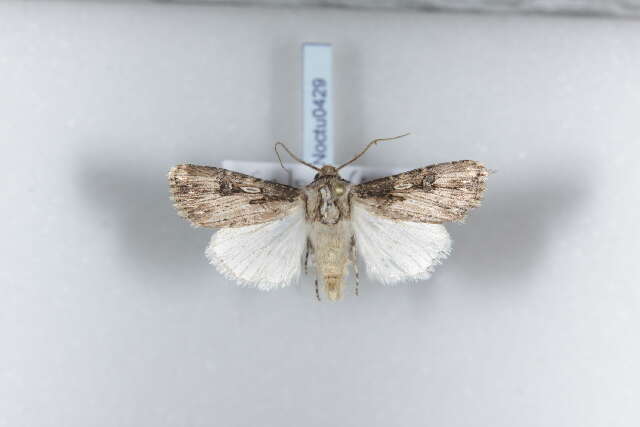 صورة <i>Agrotis catalaunensis</i>