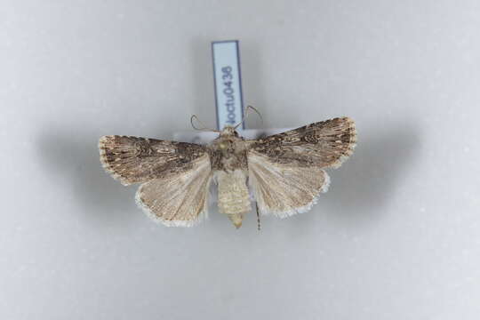 Image of <i>Agrotis catalaunensis</i>