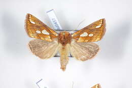 Image of Putnam's Looper Moth