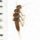 Image of Plecoptera