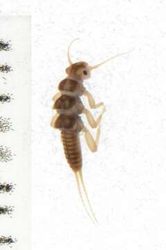 Image of Plecoptera