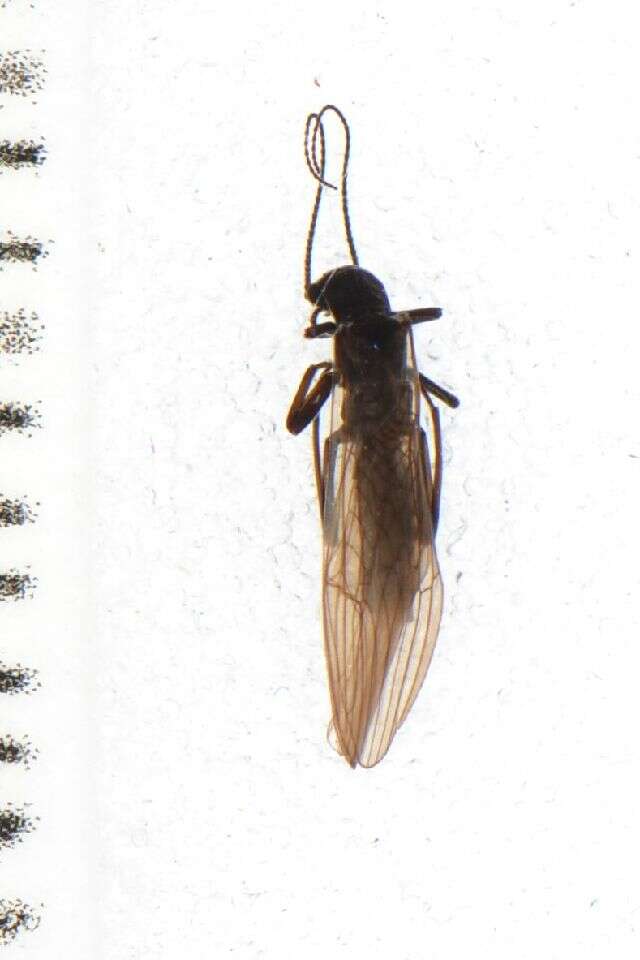 Image of Plecoptera