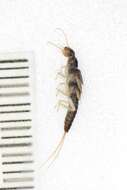 Image of Plecoptera