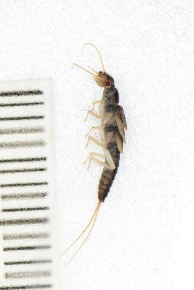 Image of Plecoptera