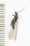 Image of Plecoptera