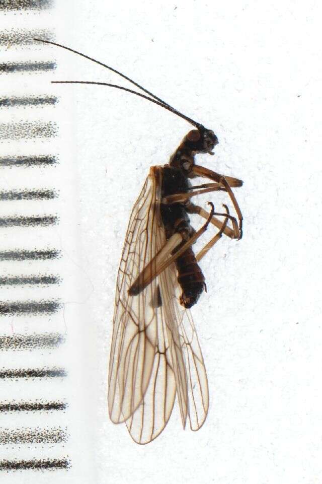 Image of Plecoptera