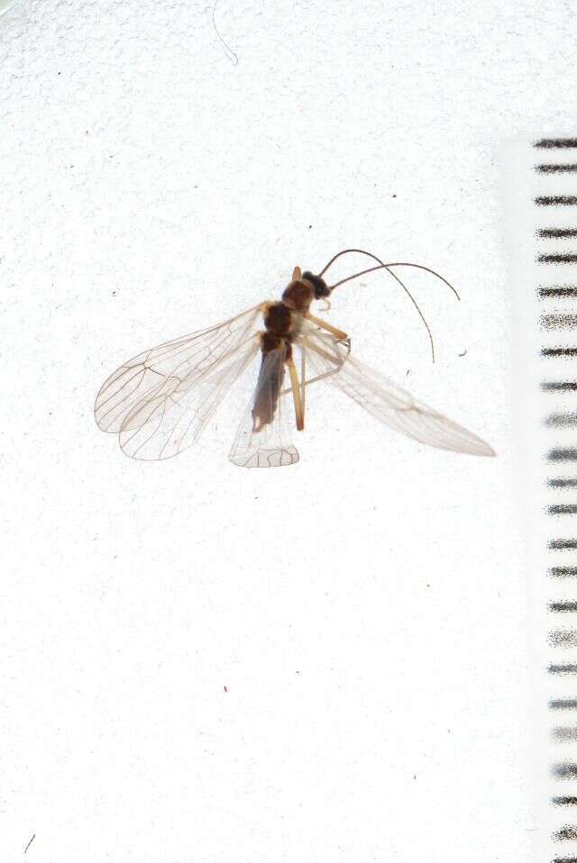 Image of Plecoptera