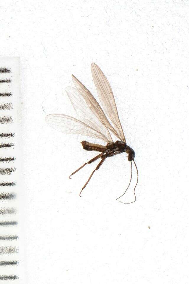 Image of Plecoptera