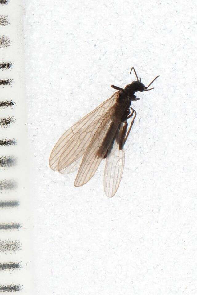 Image of Plecoptera