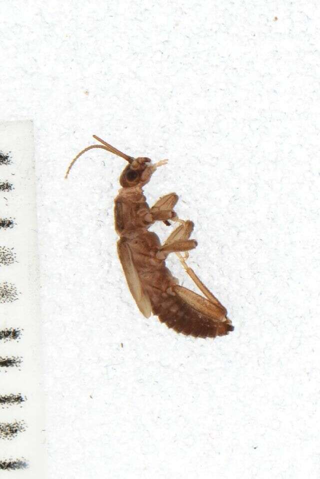 Image of Plecoptera